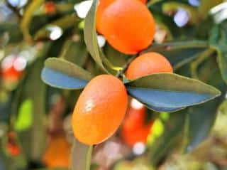 Kumquat, a citrus that can be eaten whole