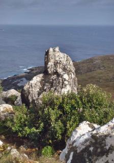 Landscaping effect with olearia and rocks