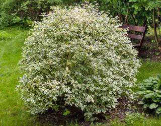 Landscaping with a variegated cornus alba species