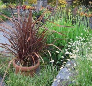 Landscape that has dark color leafage as a backdrop for bunny tail grass