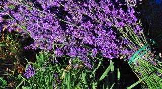 lavender for wands