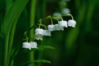 Lily of the valley is a famous may flower