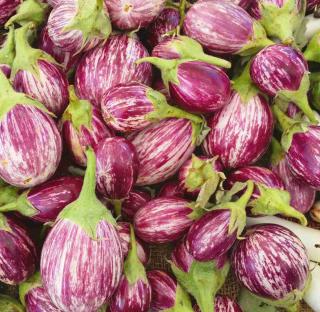 Striped and short variety, the listada de gandia eggplant