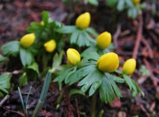 Buds newly formed on Winter aconite about to flower