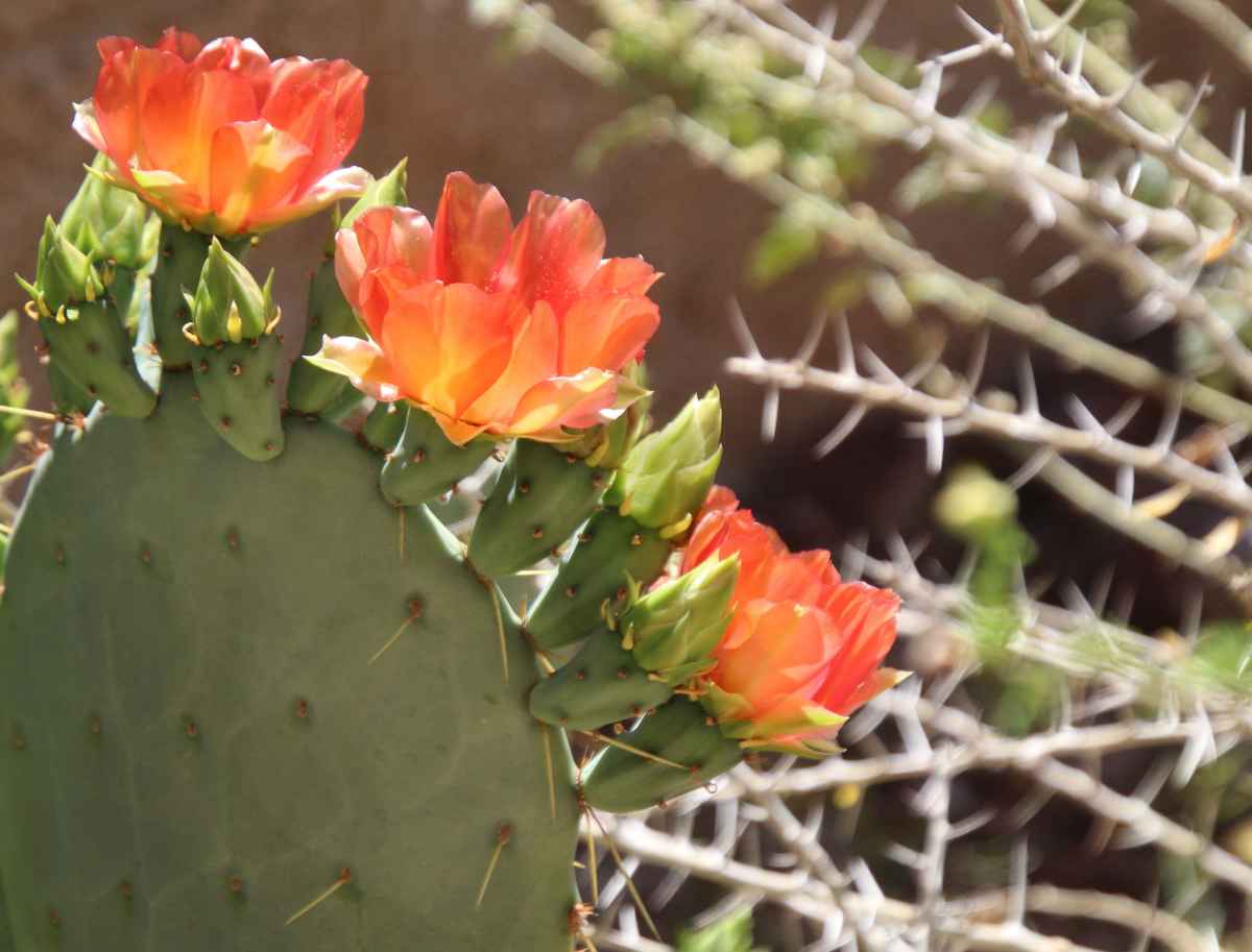 Opuntia cactus with flowers