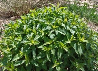 Caring for monarda helps grow nice beebalm bushes