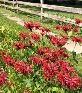 Landscaping with monarda helps create nice scenery