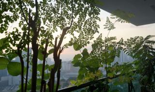 Small food trees on a balcony, here moringa and kiwi starting off