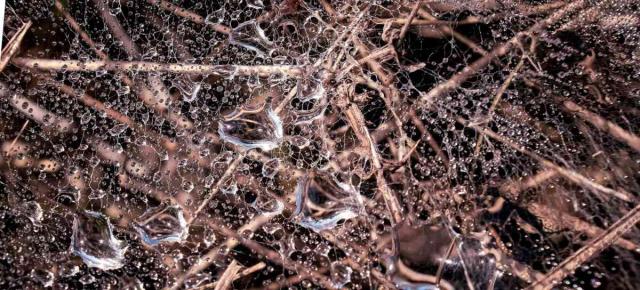 Mulch helps reduce the need for water