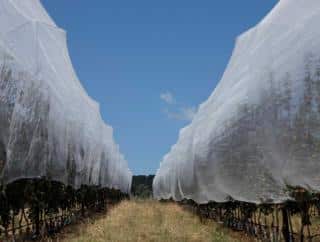 Use nets to lock pollinators out