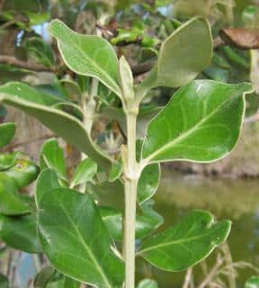 Proper care leads to healthy, green leaves