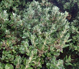 Growing in a pot still lets it grow dense and lush