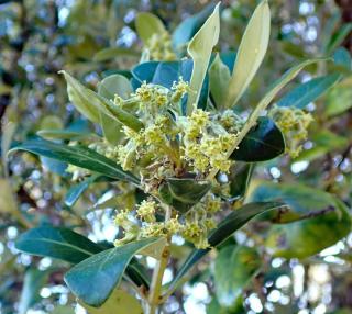 Flowers appear on an olearia bush