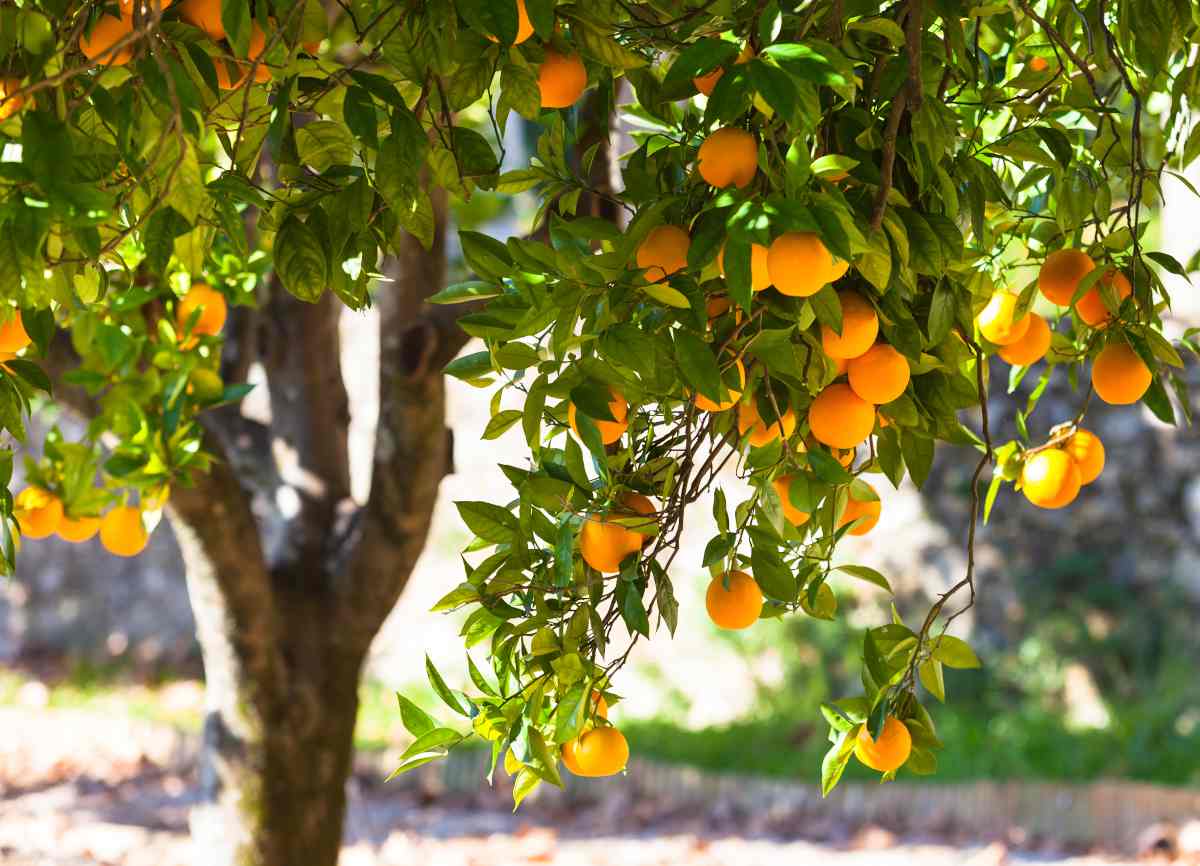 orange tree