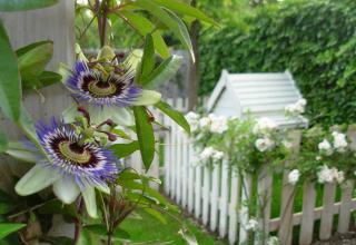 Passion flower vine in a cute fenced garden