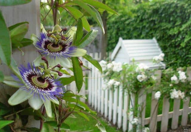 Passion flower vine in a cute fenced garden
