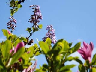 Paulownia branches with flowers, expect pruning soon
