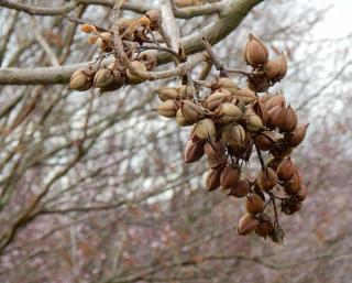 Seed propagation is the most successful type of propagation