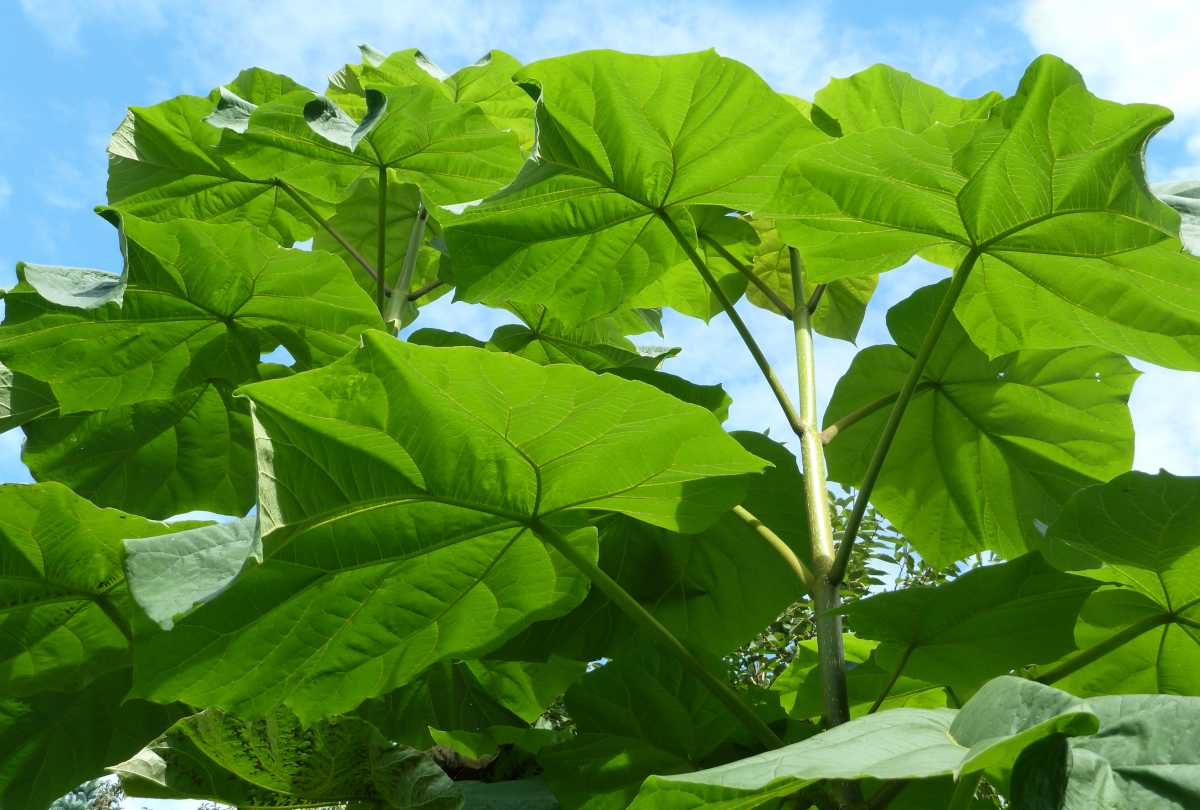 Paulownia, a fast-growing shade tree