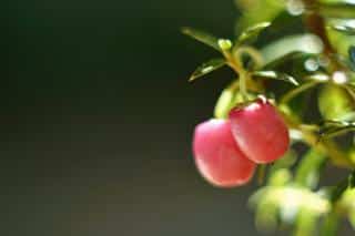 Pernettya berries, tiny dots of red in winter