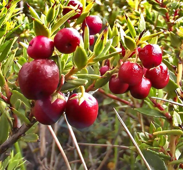 Caring for pernetty lets berries grow well and ripen