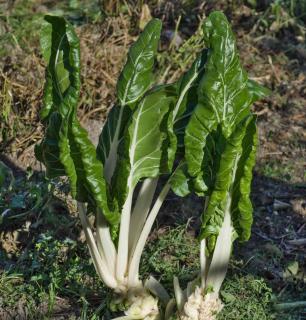 Chard is one of the least demanding vegetables