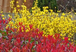 Red and yellow landscaping with photinia and forsythia