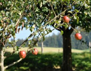 Different fruit tree varieties planted together to support cross-pollination