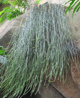 Rhipsalis, a plant that looks like hair