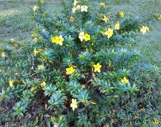 Planting allamanda directly in the ground, here without stake
