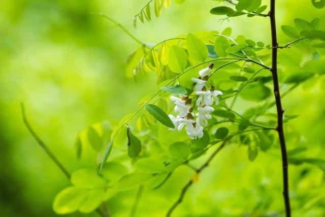 Sapling of black locust recently planted in the garden