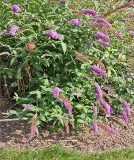 Buddleia planted in the ground