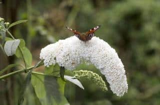 White butterfly bush planted
