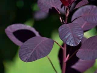 Purple leaves of a thriving cotinus