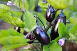 Planting eggplant