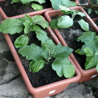Eggplant planted in a pot