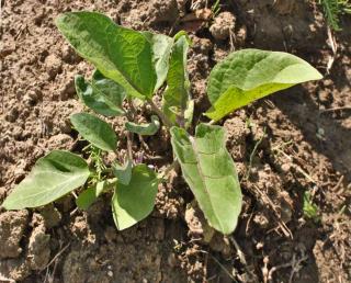 Seedling from an eggplant transplanted to the ground