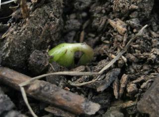 Sprout appearing on a eranthis plant