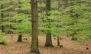 Forest planted with fagus sylvatica