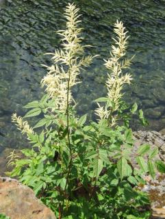 Planting goats beard near a stream