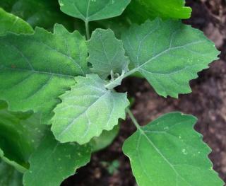 Planting goosefoot simply requires shade and moist soil