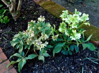 Planting hellebore, here in a raised bed