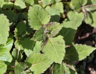 Plant monarda in order to support root growth and heat resistance