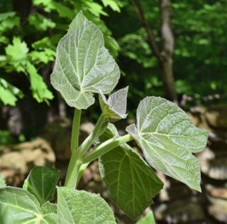 Planting steps for paulownia tomentosa, here young leaves