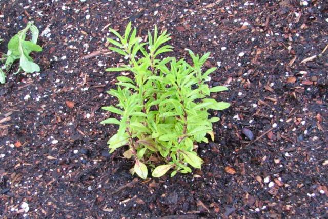 How to plant savory