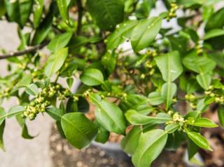 Proper planting guidance for a yuzu citrus