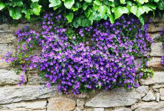 Bellflower and ivy competing for beauty on a stone wall