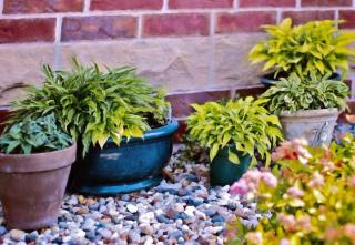 Plants find shelter near a south-facing wall during cold winters