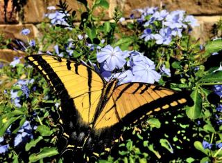 Plants like plumbago, climbing along a wall, attract butterflies with nectar