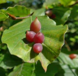 Pointy red galls on fagus sylvatica leaf